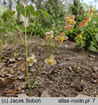 Epimedium ×warleyense (epimedium warlejskie)