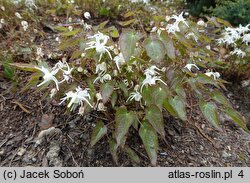 Epimedium grandiflorum Higoense