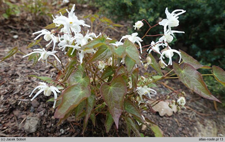 Epimedium grandiflorum Higoense