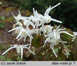 Epimedium grandiflorum Higoense