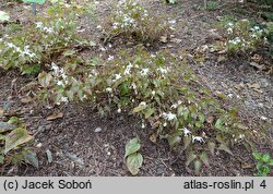 Epimedium grandiflorum Higoense