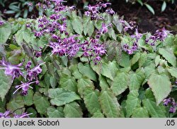 Epimedium grandiflorum Lilafee