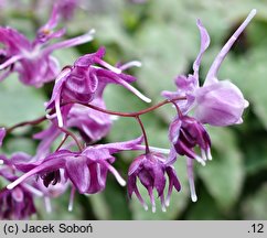 Epimedium grandiflorum Lilafee
