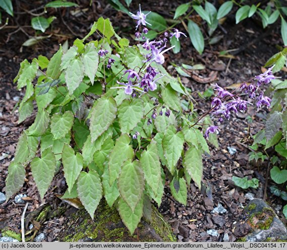 Epimedium grandiflorum Lilafee