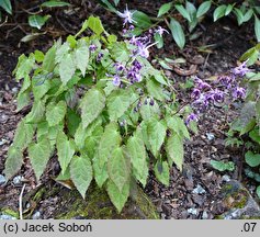 Epimedium grandiflorum Lilafee