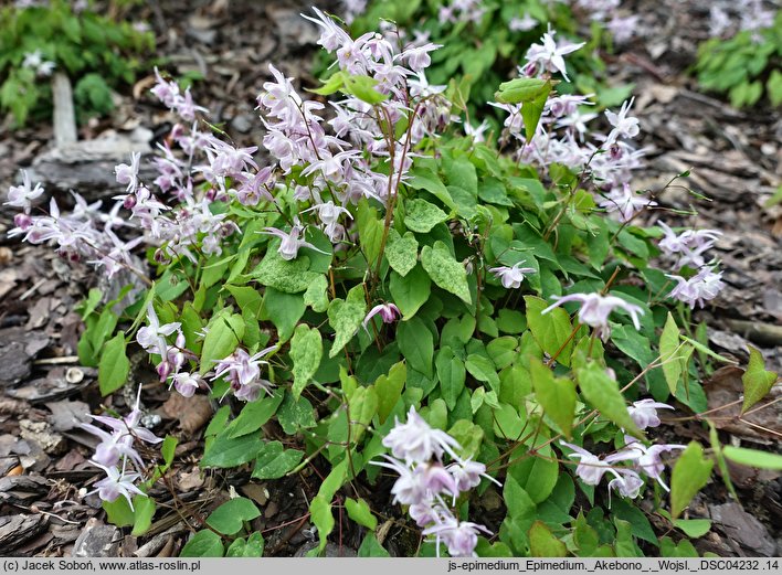 Epimedium Akebono