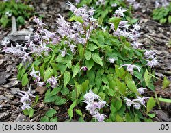 Epimedium Akebono