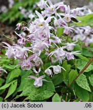 Epimedium Akebono