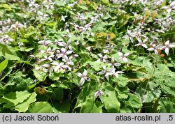 Epimedium Blonde Elf