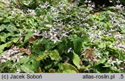 Epimedium Blonde Elf