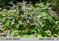 Epimedium Blonde Elf
