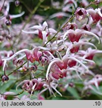 Epimedium Pink Champagne