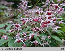 Epimedium Pink Champagne