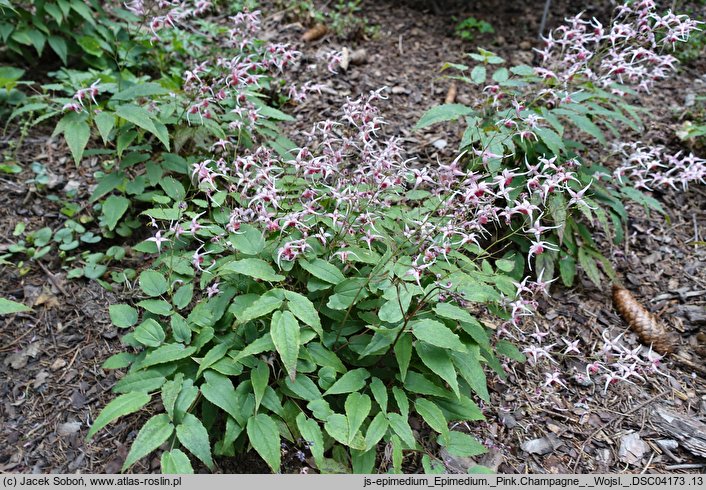 Epimedium Pink Champagne