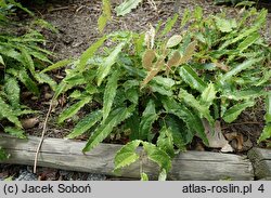 Epimedium Sphinx Twinkler