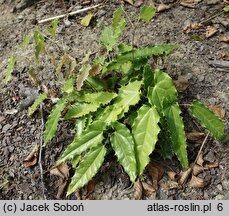 Epimedium Sphinx Twinkler