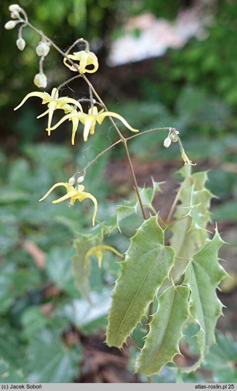 Epimedium Sphinx Twinkler