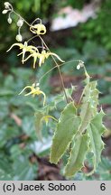 Epimedium Sphinx Twinkler