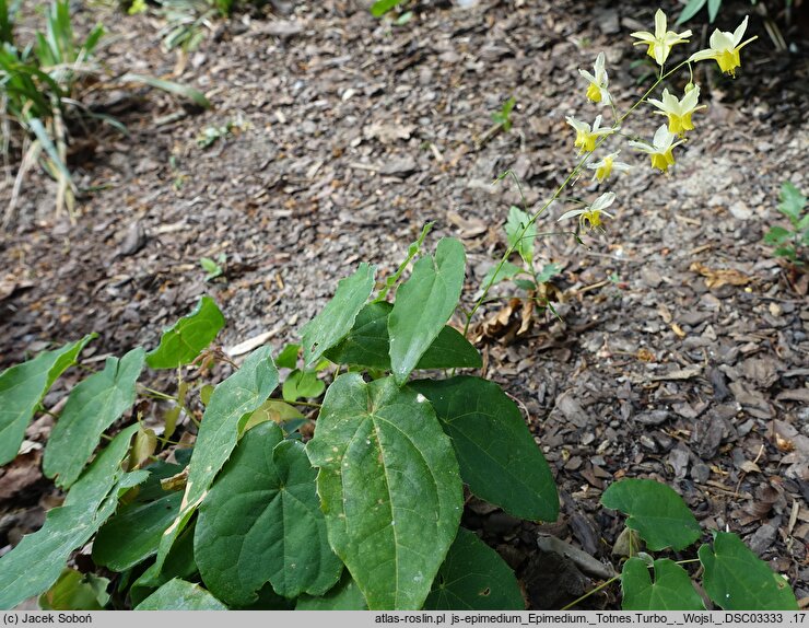 Epimedium Totnes Turbo
