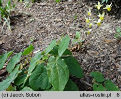 Epimedium Totnes Turbo