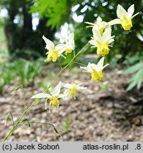 Epimedium Totnes Turbo