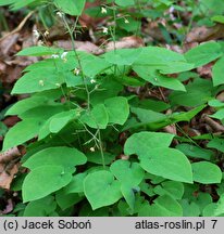 Epimedium pubigerum (epimedium jedwabiste)