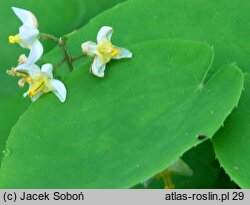 Epimedium pubigerum (epimedium jedwabiste)