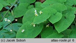 Epimedium pubigerum (epimedium jedwabiste)