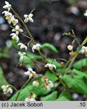 Epimedium pubigerum (epimedium jedwabiste)