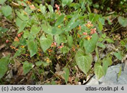 Epimedium ×warleyense Orangekönigin