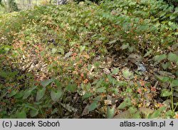 Epimedium ×warleyense Orangekönigin