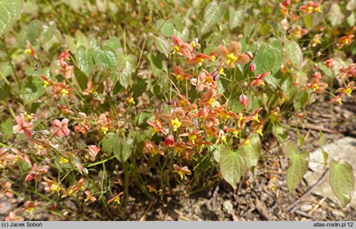 Epimedium ×warleyense Orangekönigin