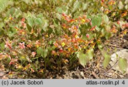 Epimedium ×warleyense Orangekönigin