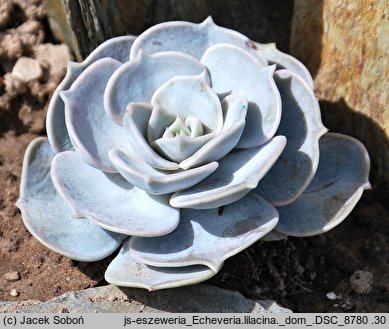 Echeveria lilacina