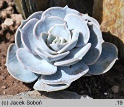 Echeveria lilacina