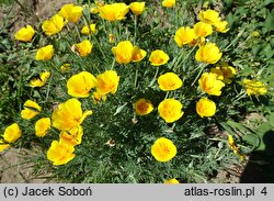 Eschscholzia californica (pozłotka kalifornijska)