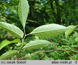 Eucommia ulmoides (eukomia wiązowata)