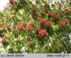 Euodia daniellii (ewodia hupejska)