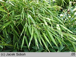 Fargesia scabrida cv. Asian Wonder (Fargezja szorstka 