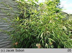 Fargesia scabrida cv. Asian Wonder (Fargezja szorstka 