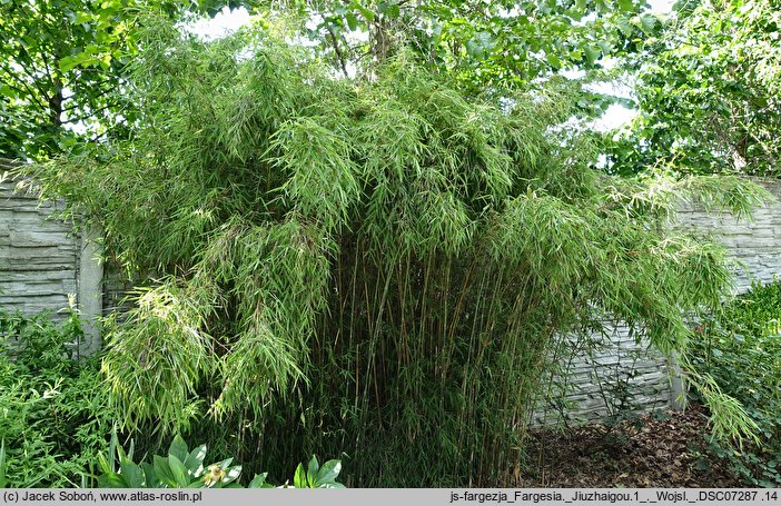 Fargesia Jiuzhaigou 1