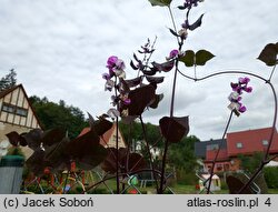 Lablab purpureus (fasolnik egipski)