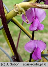 Lablab purpureus (fasolnik egipski)