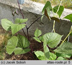 Lablab purpureus (fasolnik egipski)