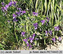 Viola dacica