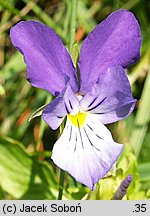 Viola dacica