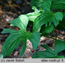 Viola palmata (fiołek dłoniasty)