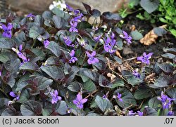 Viola labradorica (fiołek labradorski)