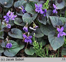 Viola labradorica (fiołek labradorski)