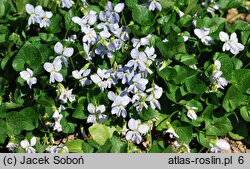 Viola sororia Freckles